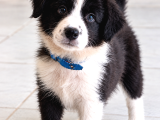 Zekisağlıklı Ve Irk Garantili Border Collie Yavruları