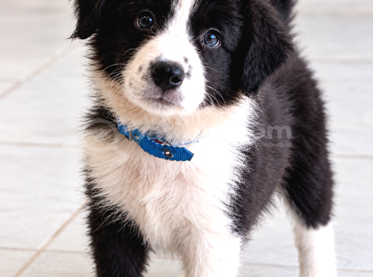 Zekisağlıklı Ve Irk Garantili Border Collie Yavruları görsel
