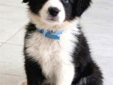 Zekisağlıklı Ve Irk Garantili Border Collie Yavruları