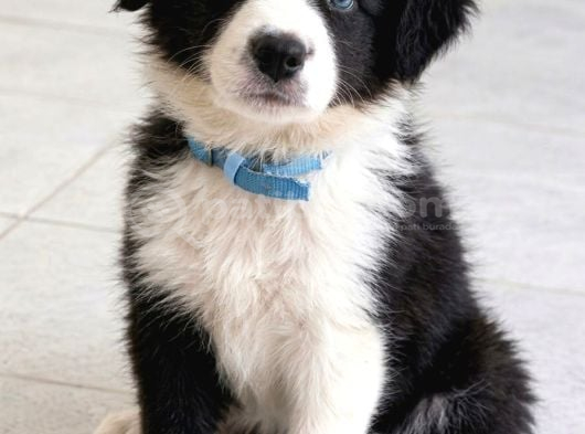 Zekisağlıklı Ve Irk Garantili Border Collie Yavruları görsel