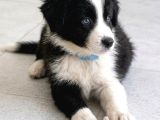 Zekisağlıklı Ve Irk Garantili Border Collie Yavruları
