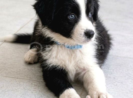 ZekiSağlıklı ve Irk garantili Border Collie Yavruları