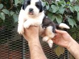 Safkan Saint Bernart Yavrular