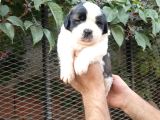 Safkan saint bernart yavrular