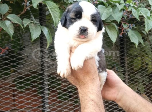 Safkan saint bernart yavrular