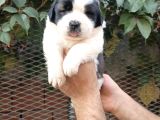 Safkan Saint Bernart Yavrular