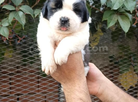 Safkan Saint Bernart Yavrular görsel