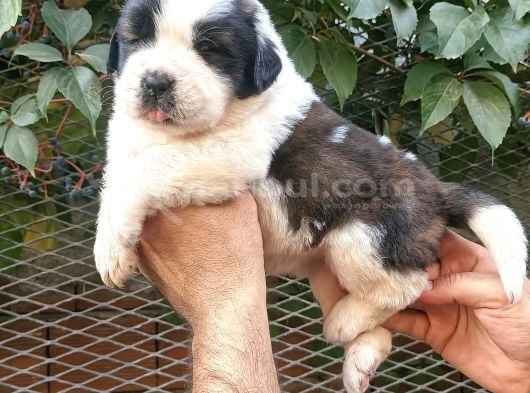 Safkan Saint Bernart Yavrular görsel