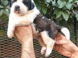 Safkan Saint Bernart Yavrular