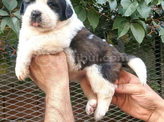 Safkan Saint Bernart Yavrular görsel