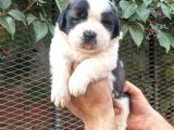 Safkan Saint Bernart Yavrular
