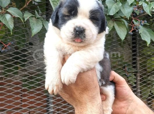 Safkan Saint Bernart Yavrular görsel