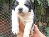 Safkan Saint Bernart Yavrular