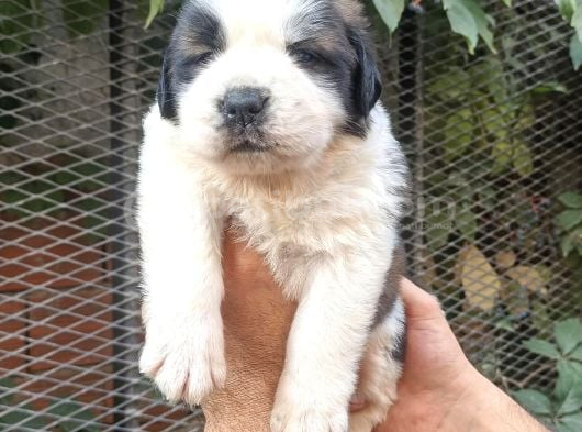 Safkan Saint Bernart Yavrular görsel