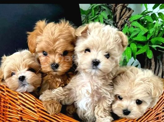 MALTİPOO CİNSİ YAVRULAR EV ÜRETİMİ
