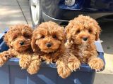 Toy Poodle Sevi̇mli̇ Yavrular Ev Üreti̇mi̇