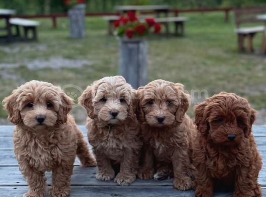 Toy Poodle Sevi̇mli̇ Yavrular Ev Üreti̇mi̇ görsel