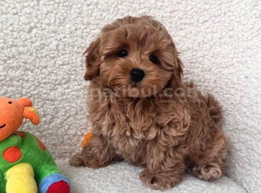 Toy Poodle Sevi̇mli̇ Yavrular Ev Üreti̇mi̇ görsel