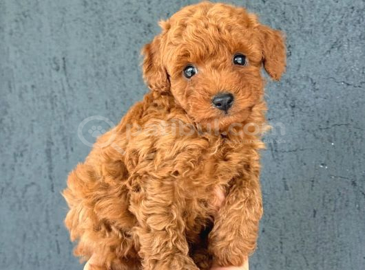 Kipkirmizi Red Toy Poodle Sevi̇mli̇ Yavrular