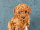 Kipkirmizi Red Toy Poodle Sevi̇mli̇ Yavrular
