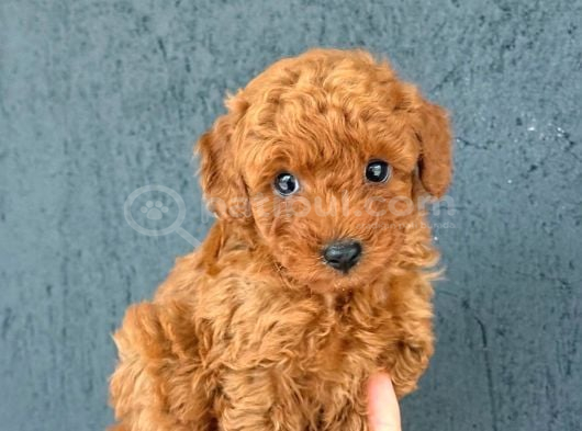 Kipkirmizi Red Toy Poodle Sevi̇mli̇ Yavrular görsel