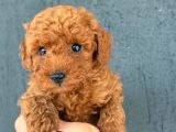 Kipkirmizi Red Toy Poodle Sevi̇mli̇ Yavrular