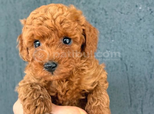 Kipkirmizi Red Toy Poodle Sevi̇mli̇ Yavrular görsel
