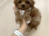 Malti̇poo Ci̇nsi̇ Kore Kani Yavrular