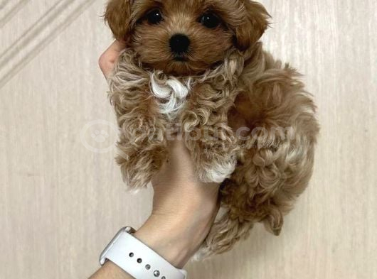 Malti̇poo Ci̇nsi̇ Kore Kani Yavrular