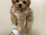 Malti̇poo Ci̇nsi̇ Kore Kani Yavrular