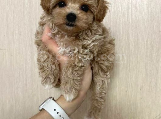 Malti̇poo Ci̇nsi̇ Kore Kani Yavrular görsel