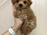 Malti̇poo Ci̇nsi̇ Kore Kani Yavrular