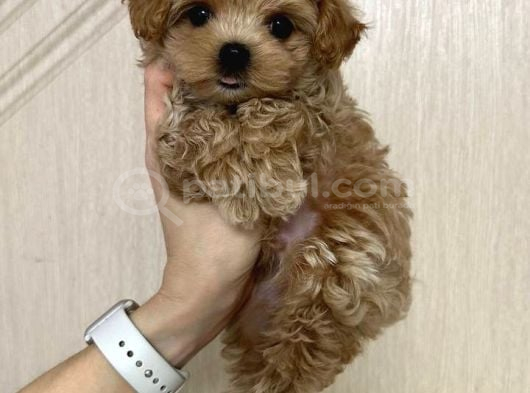 Malti̇poo Ci̇nsi̇ Kore Kani Yavrular görsel