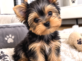 Türkiyenin En Güzel Yokşiar Terrier Bebekleri Mini