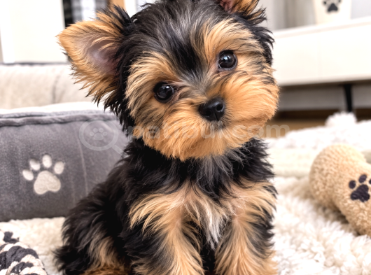 Türkiyenin En Güzel Yokşiar Terrier Bebekleri Mini görsel