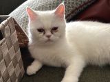Ücretsiz Dişi British Shorthair Kedi Sahiplendirme