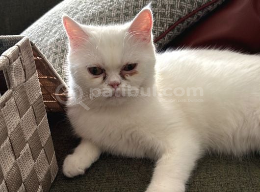 Ücretsiz Dişi British Shorthair Kedi Sahiplendirme görsel