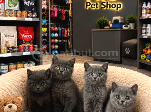 Irkının en güzellerinden top kafa british shorthair yavrular