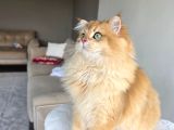 Ücretsiz Sahiplendirme Ny12 Golden-7 Aylık British  Longhair