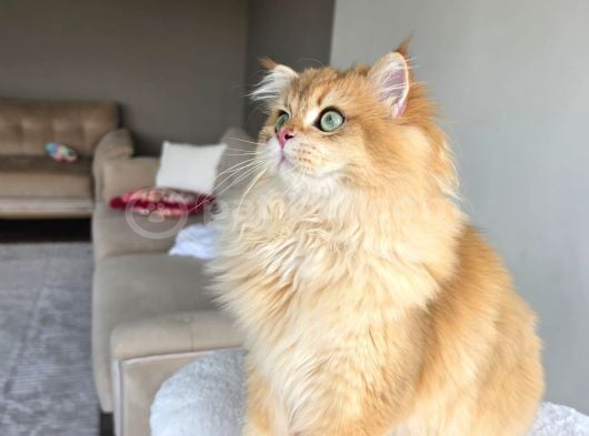 ücretsiz sahiplendirme Ny12 golden-7 aylık British  longhair