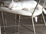Ücretsiz Dişi British Shorthair Kedi Sahiplendirme