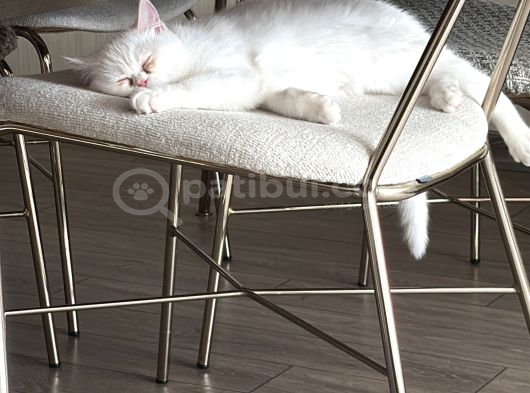 Ücretsiz Dişi British Shorthair Kedi Sahiplendirme görsel