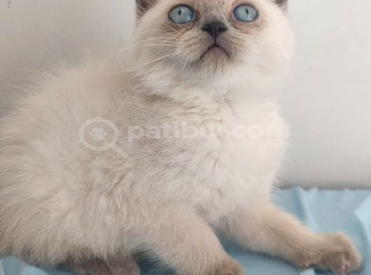 Brıtısh Blue Poınt In En Iyi Bebişleri görsel