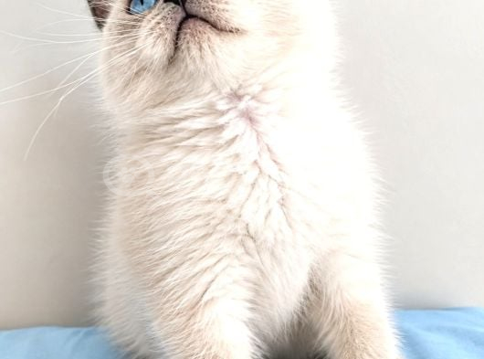 Brıtısh Blue Poınt In En Iyi Bebişleri görsel