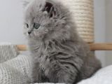 Gri Tüy Yumağı British Longhair