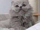 Gri Tüy Yumağı British Longhair