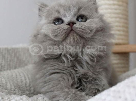 Gri Tüy Yumağı British Longhair görsel