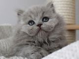 Gri Tüy Yumağı British Longhair