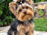 Türkiyenin En Güzel Yokşiar Terrier Bebekleri Mini