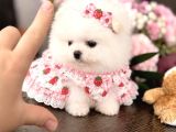 Mi̇ni̇ Boy Prenses Pomerani̇an Boo